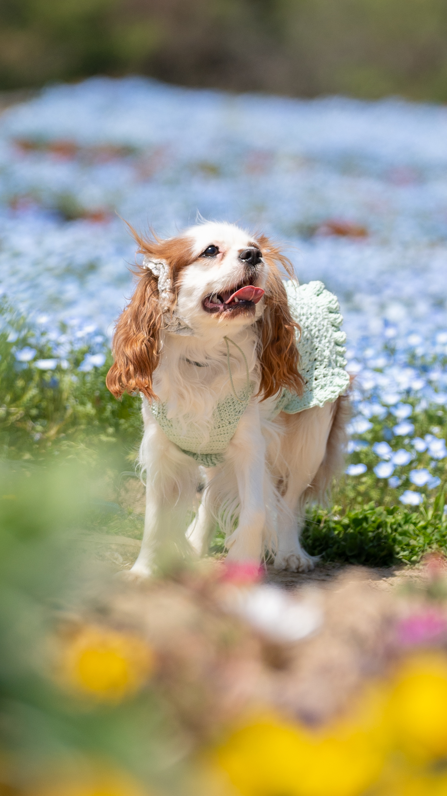 広島 ペット撮影 屋外ロケーションの犬