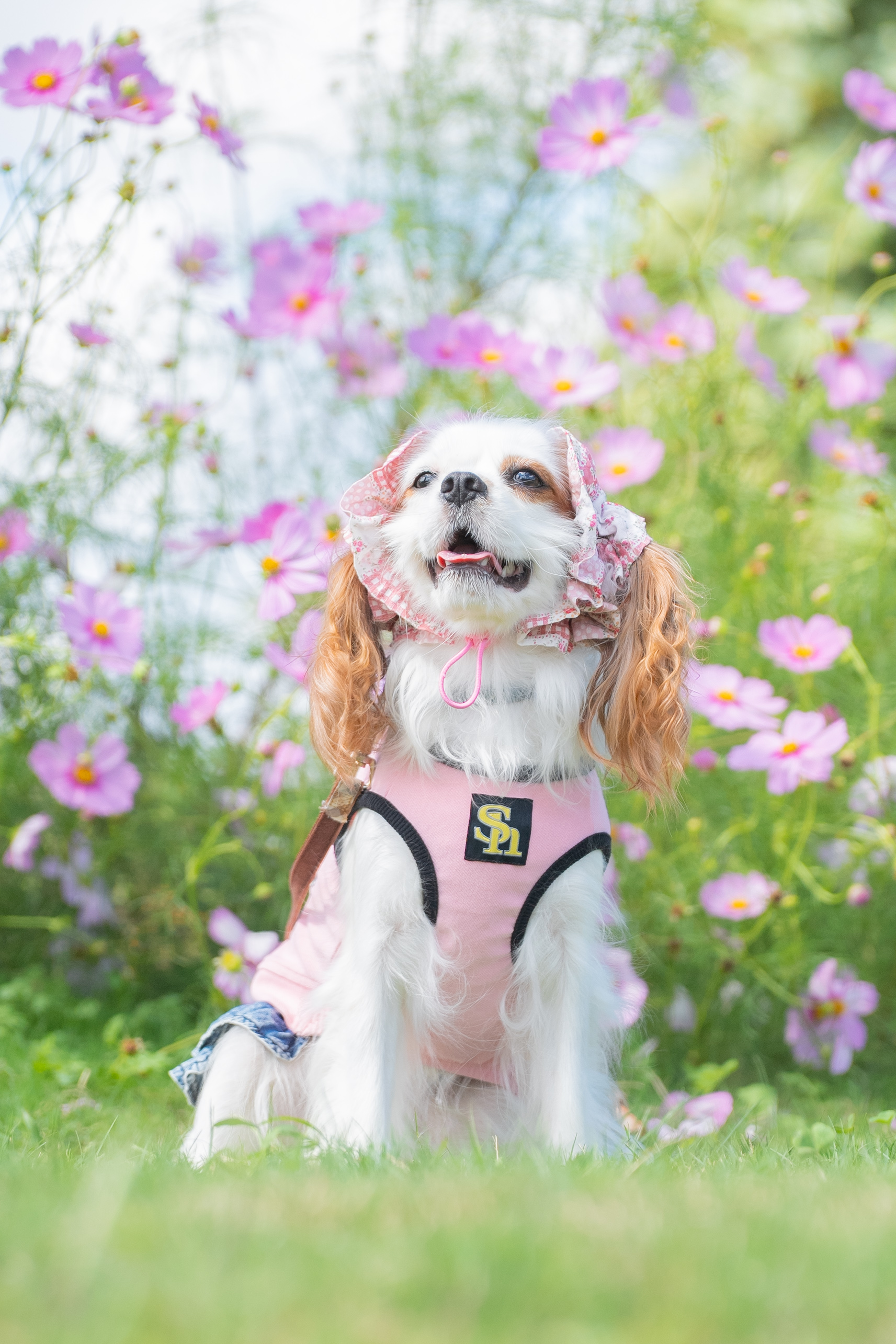 広島 ペット撮影 コスモス畑の犬