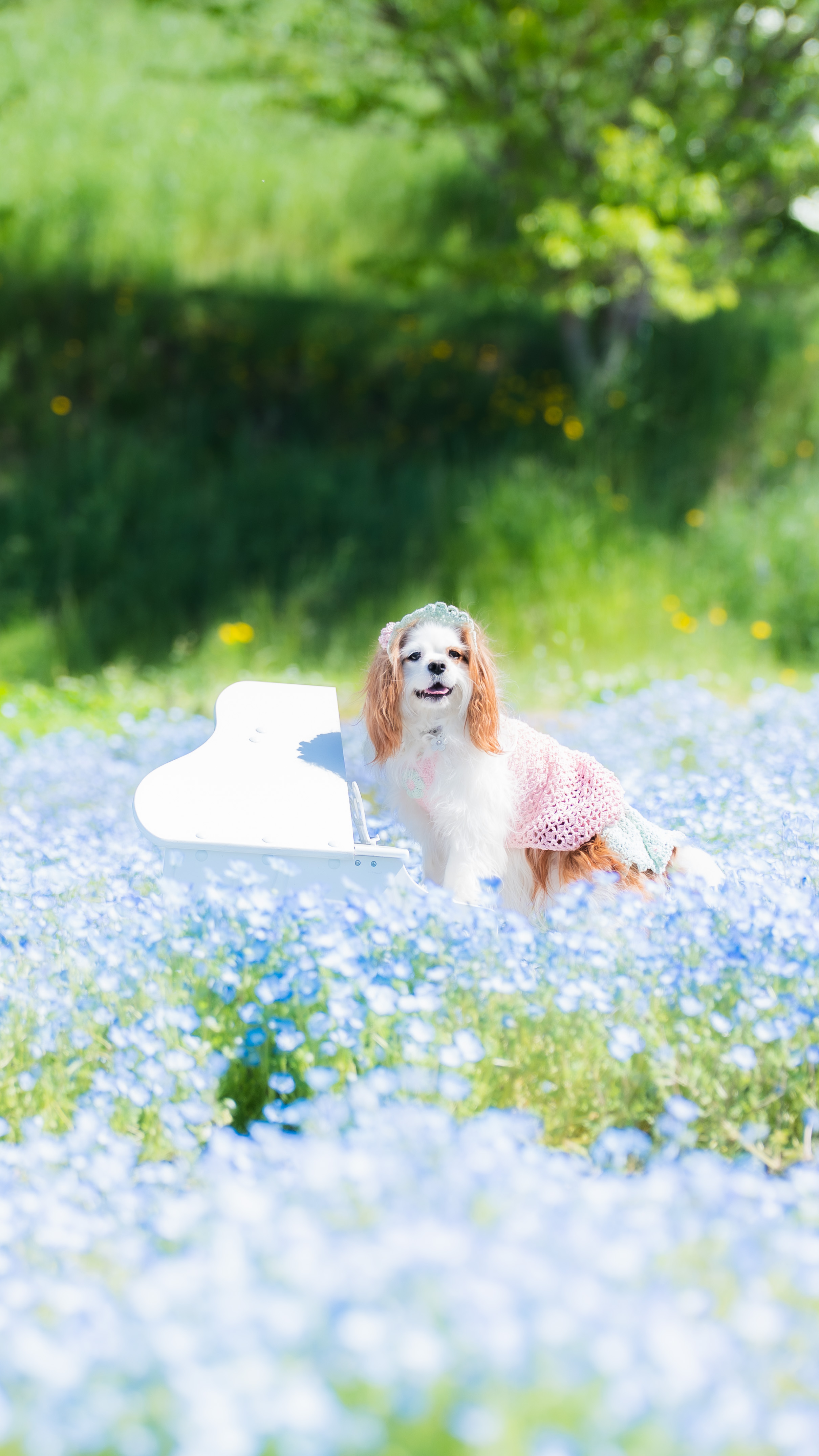 広島 ペット撮影 ネモフィラ畑の犬
